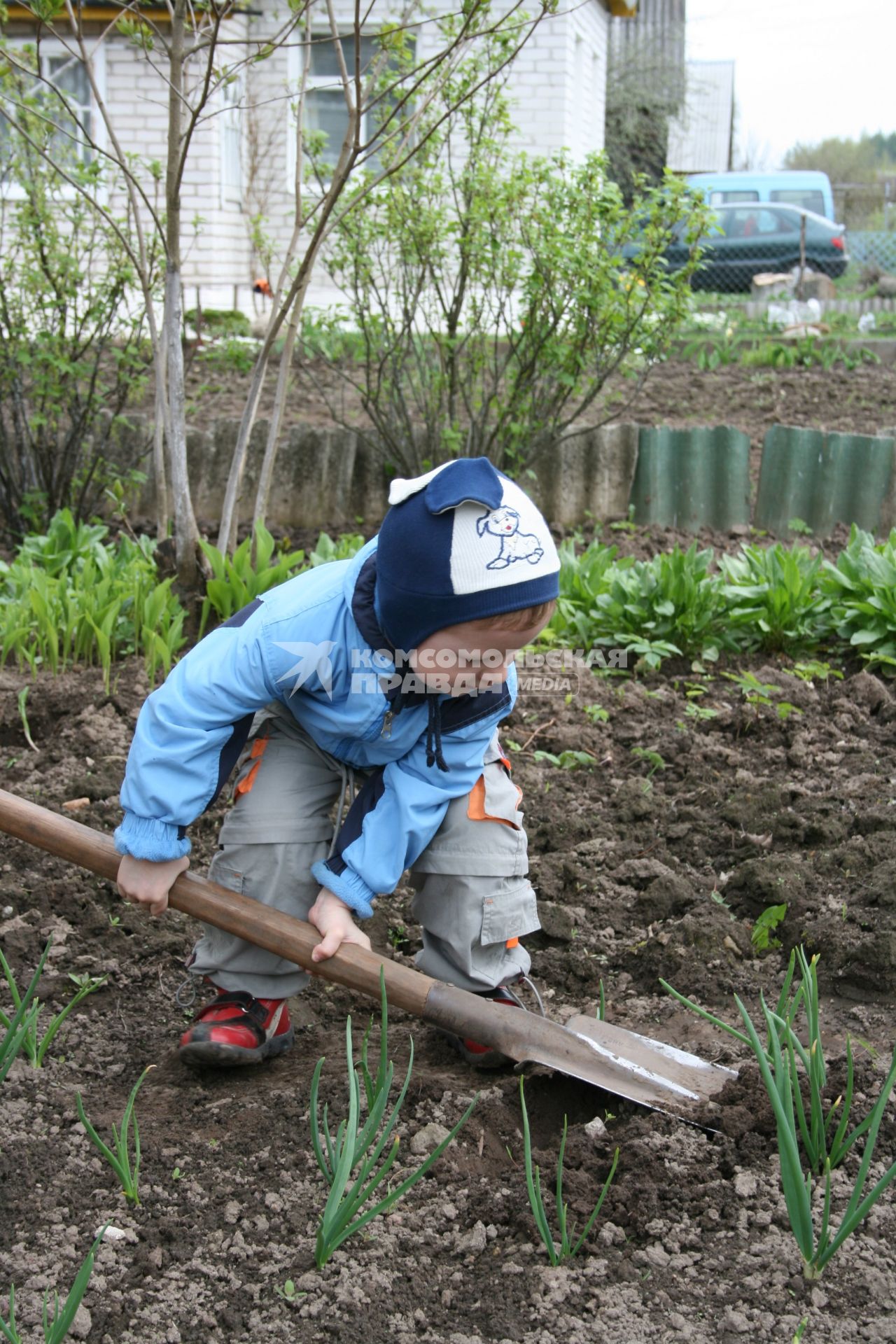 Начало дачного сезона. Ребенок с лопатой вскапывает грядки.