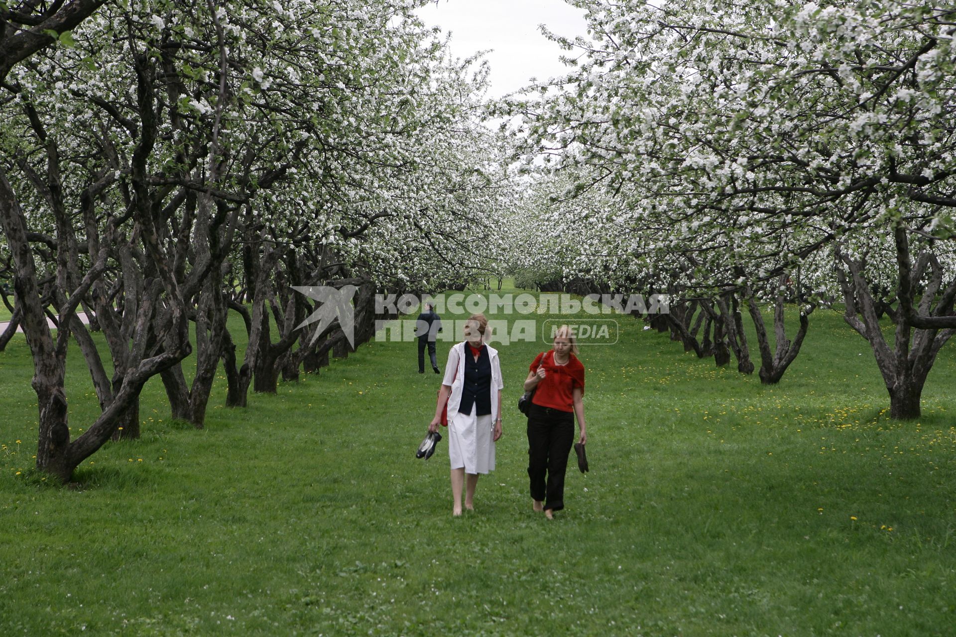 Музей-заповедник `Коломенское`. На снимке: люди гуляют в яблоневом саду.