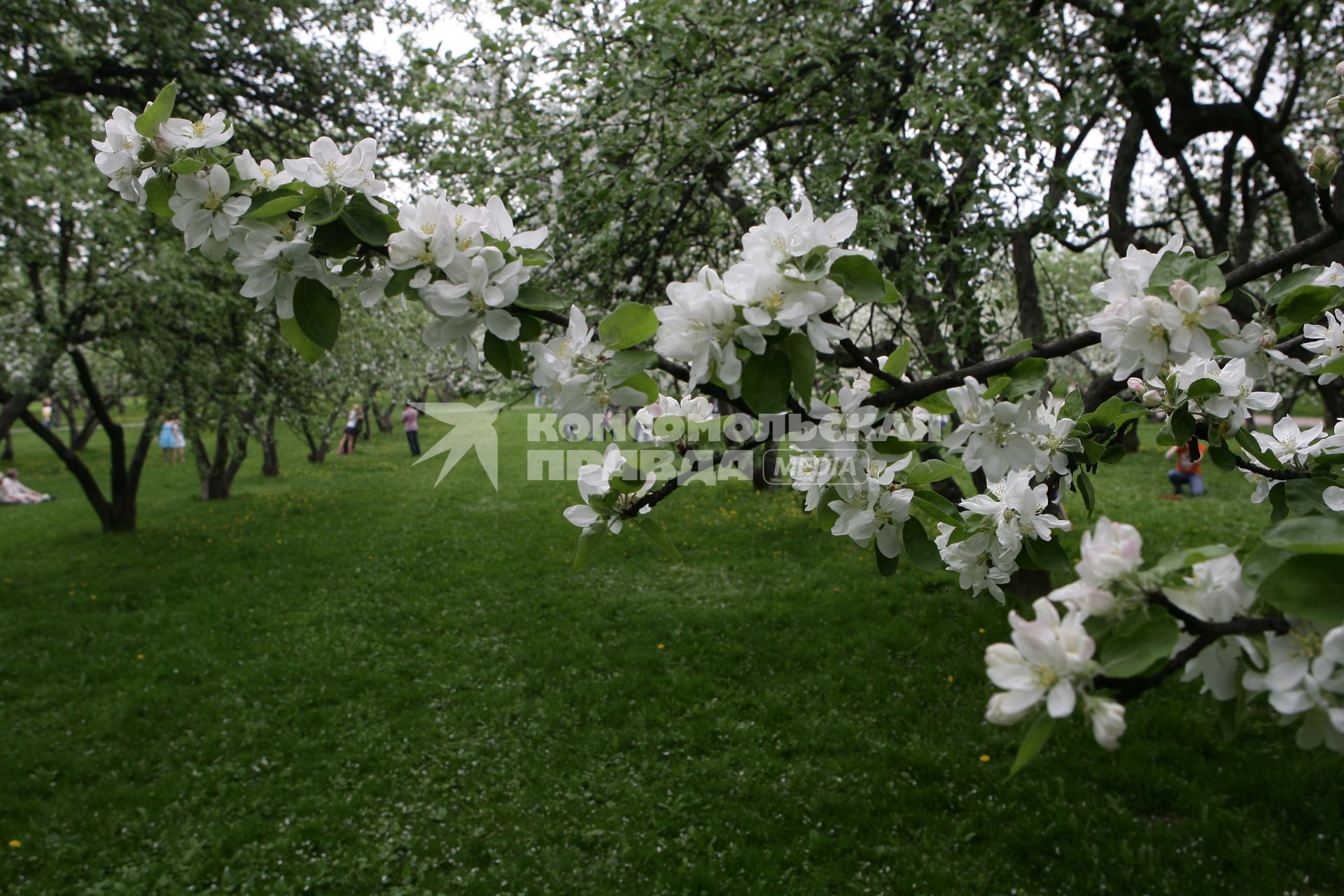 Музей-заповедник `Коломенское`. На снимке: яблоневый сад.