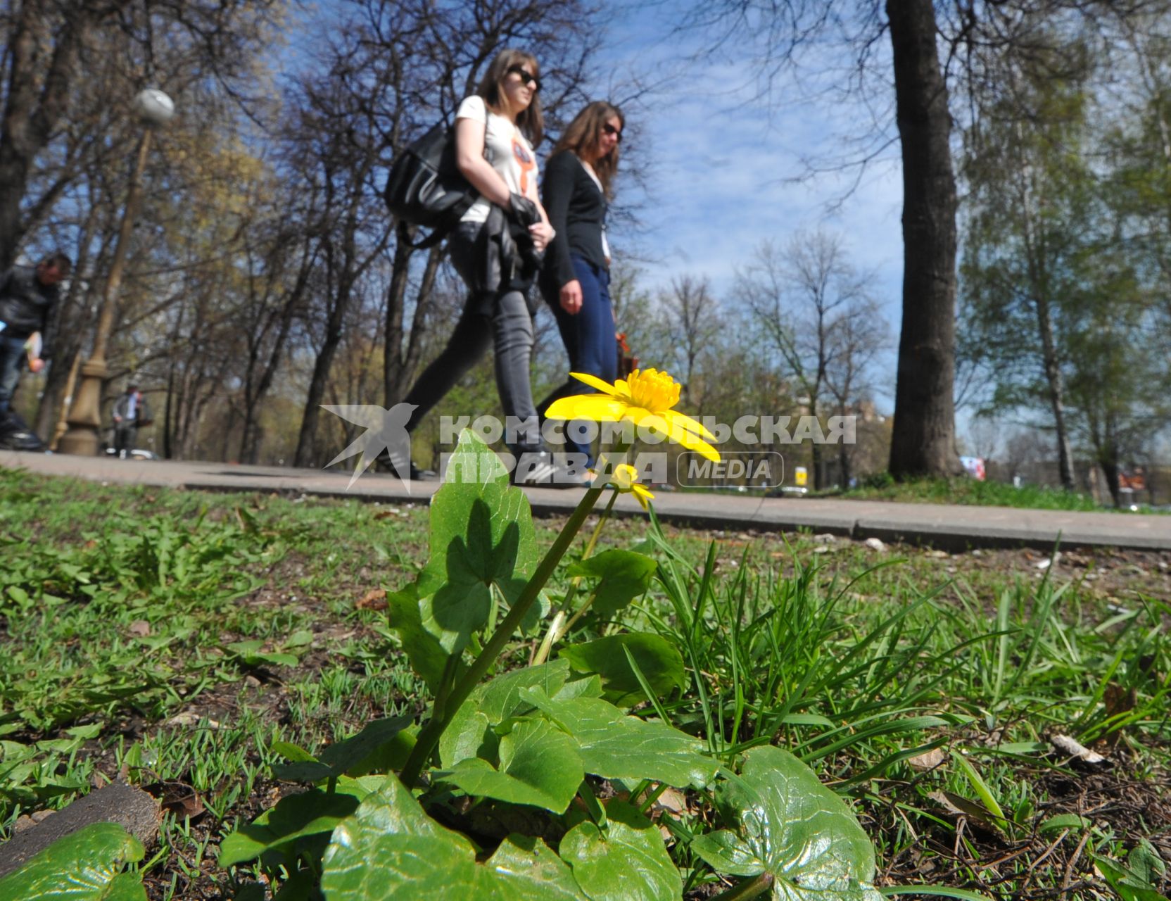 Весна. На снимке: первоцветы на городских улицах.