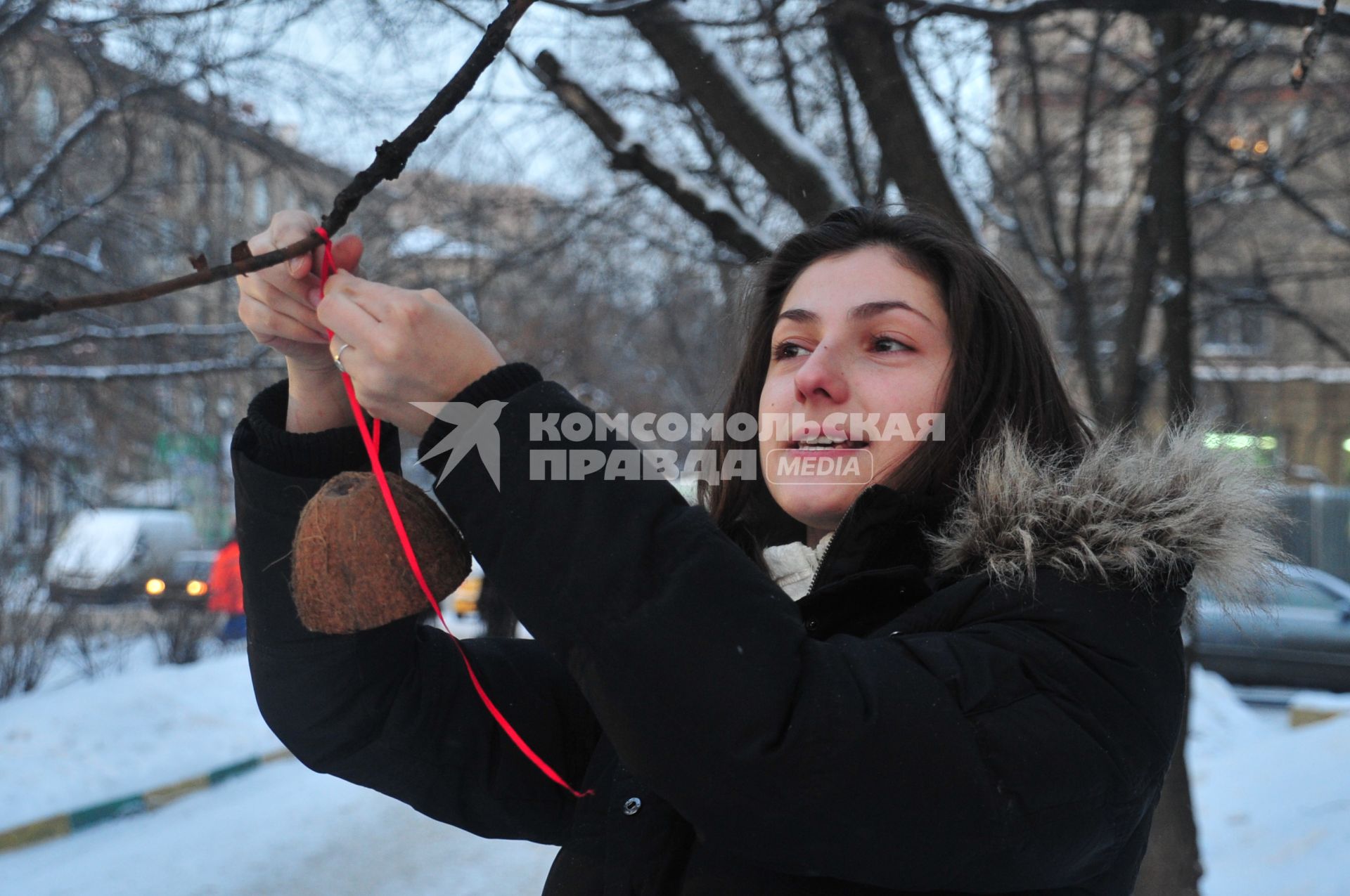 Девушка вешает на дерево кормушку из кокоса.