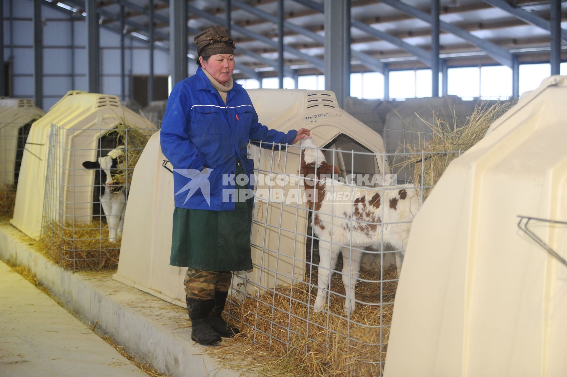 Поселок `Малахово` Раменского района Подмосковья. Компания `Племенной завод `Раменское`. Животноводческая ферма. Коровник.