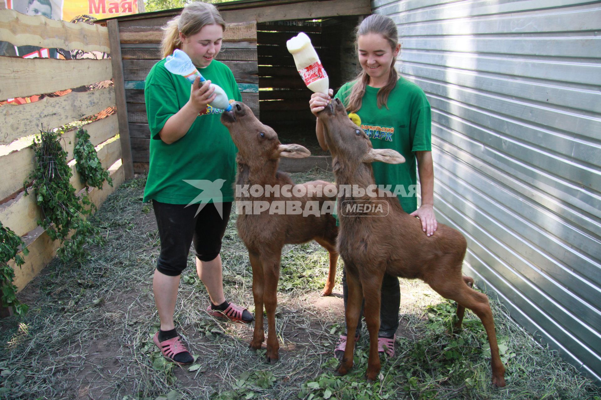 Сотрудники барнаульского зоопарка кормят двух молодых лосят молоком из пластиковых бутылок.