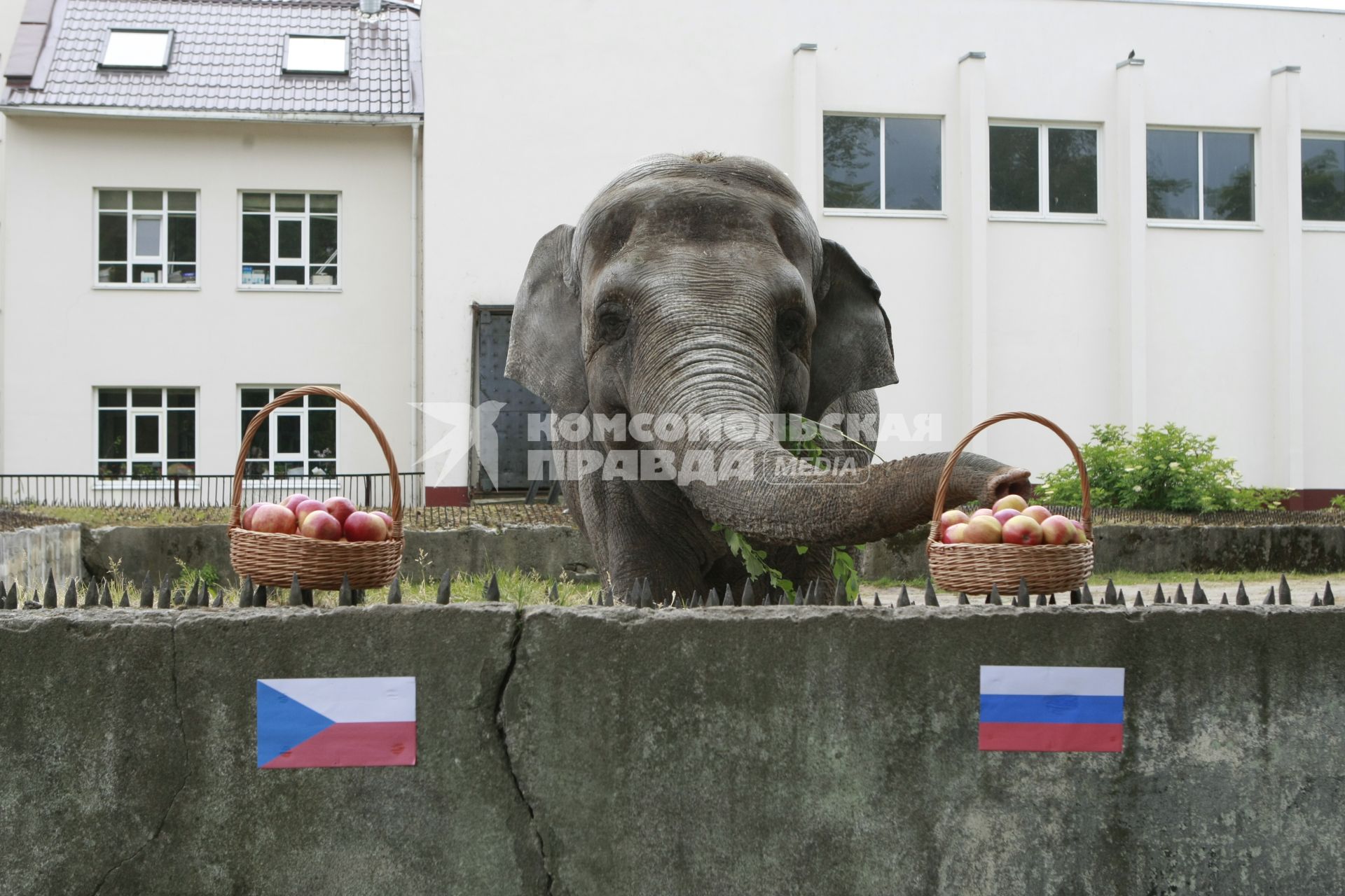 Калининградская слониха Преголя предсказала победу команды Чехии в матче чемпионата Европы по футболу.