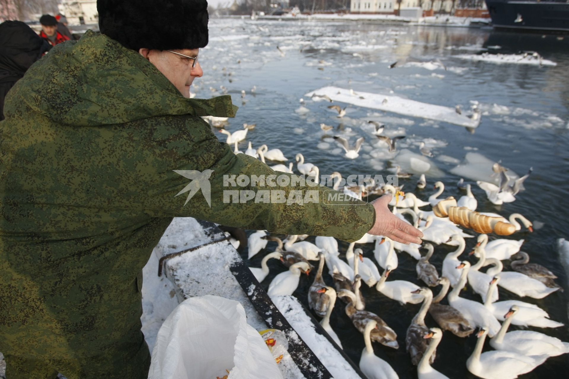 В Калининградском заливе замерзают лебеди. Мужчина кормит лебедей хлебом.