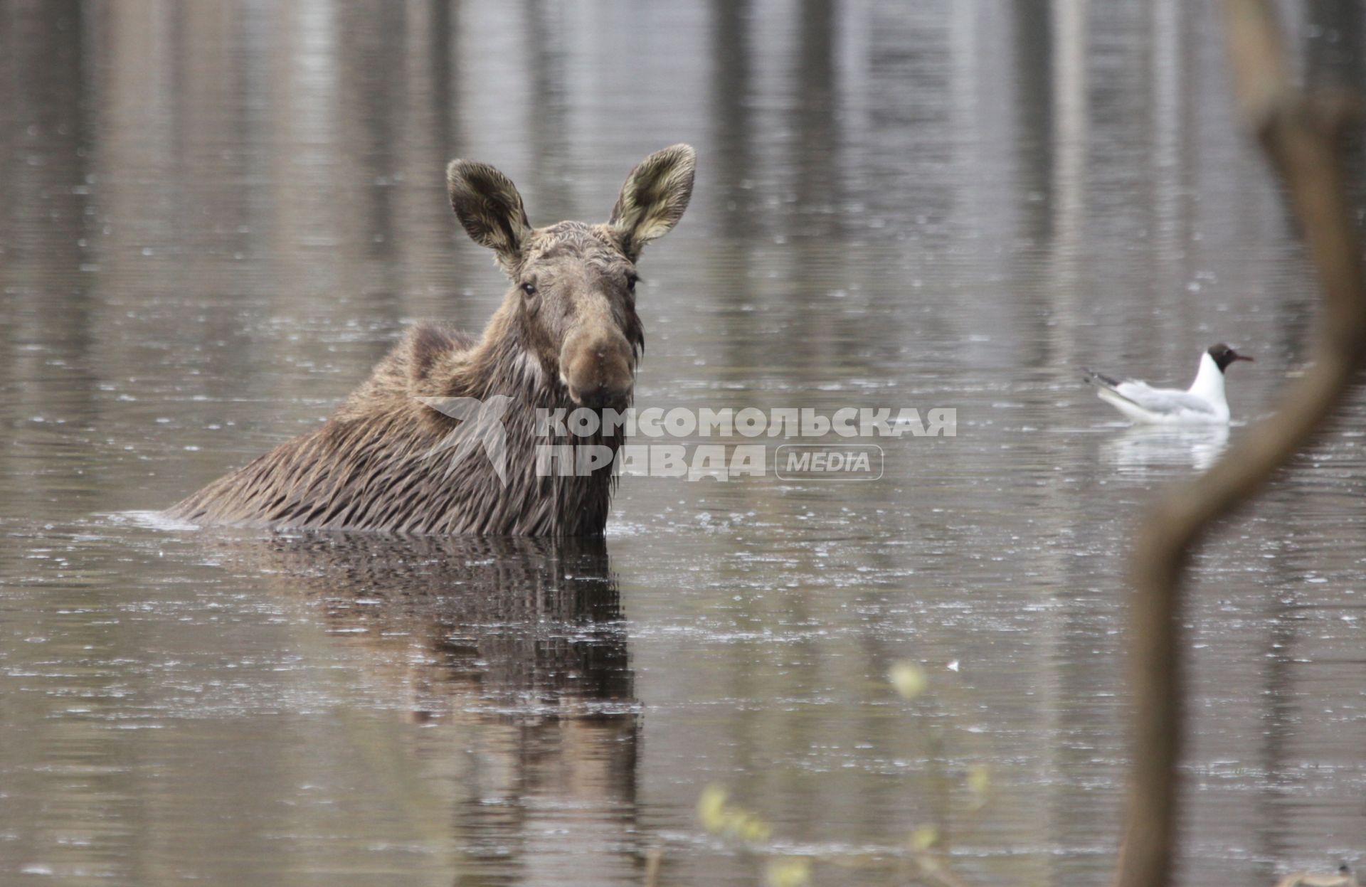 Лось в воде.