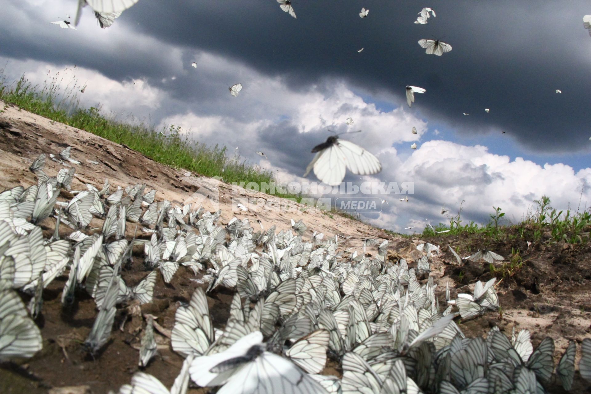 Нашествие бабочек. Село Чернуха, Нижегородская область.