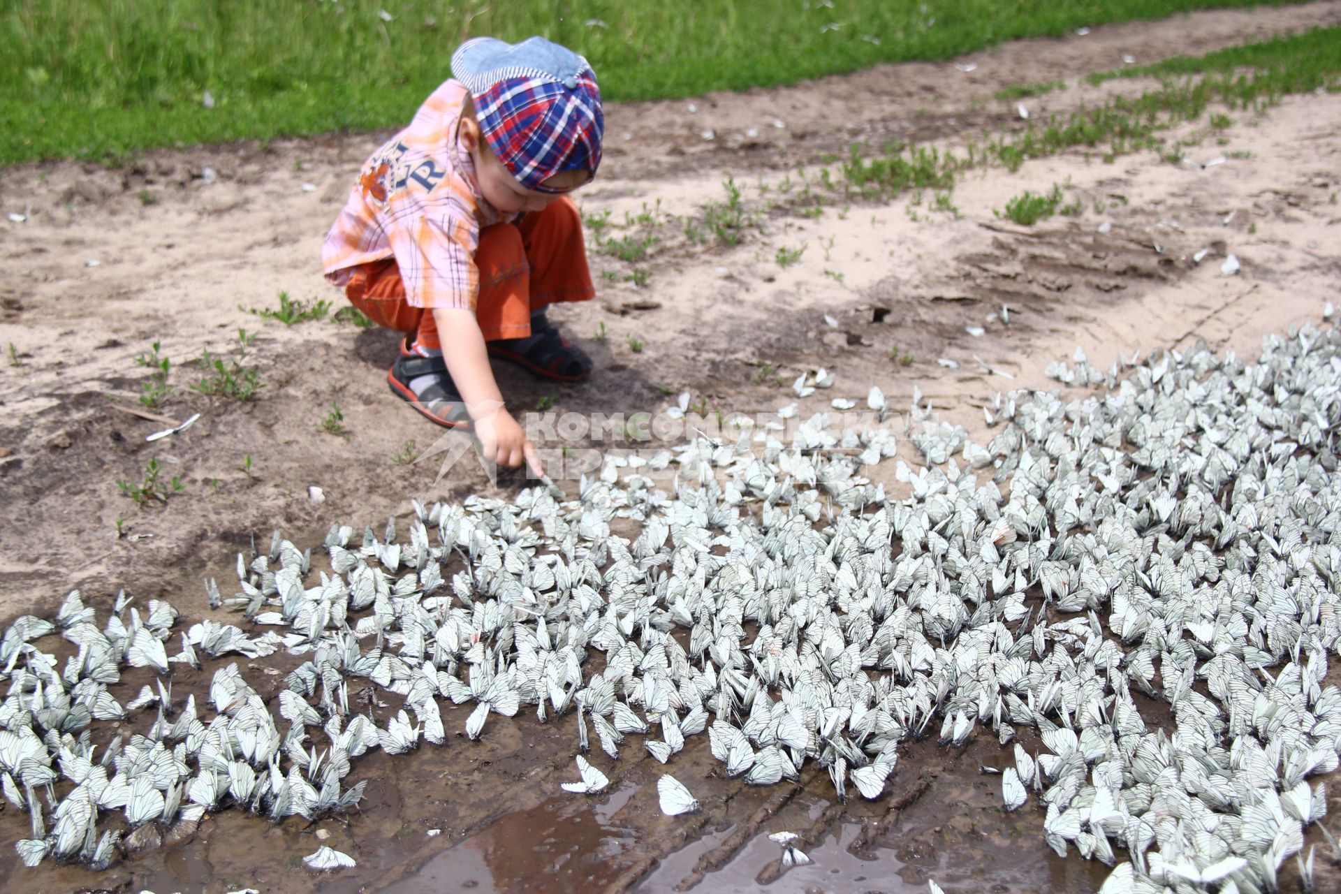 Нашествие бабочек. Село Чернуха, Нижегородская область. Ребенок трогает бабочек.