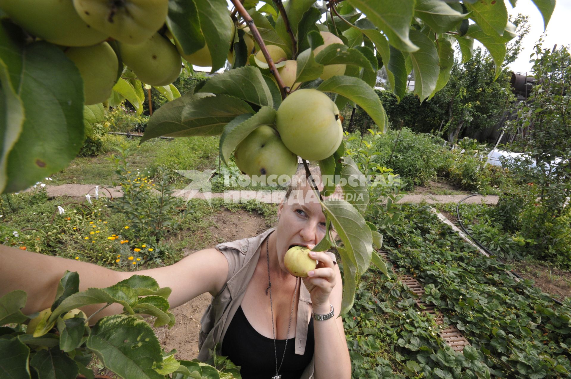 Дача. На снимке: женщина у яблони.