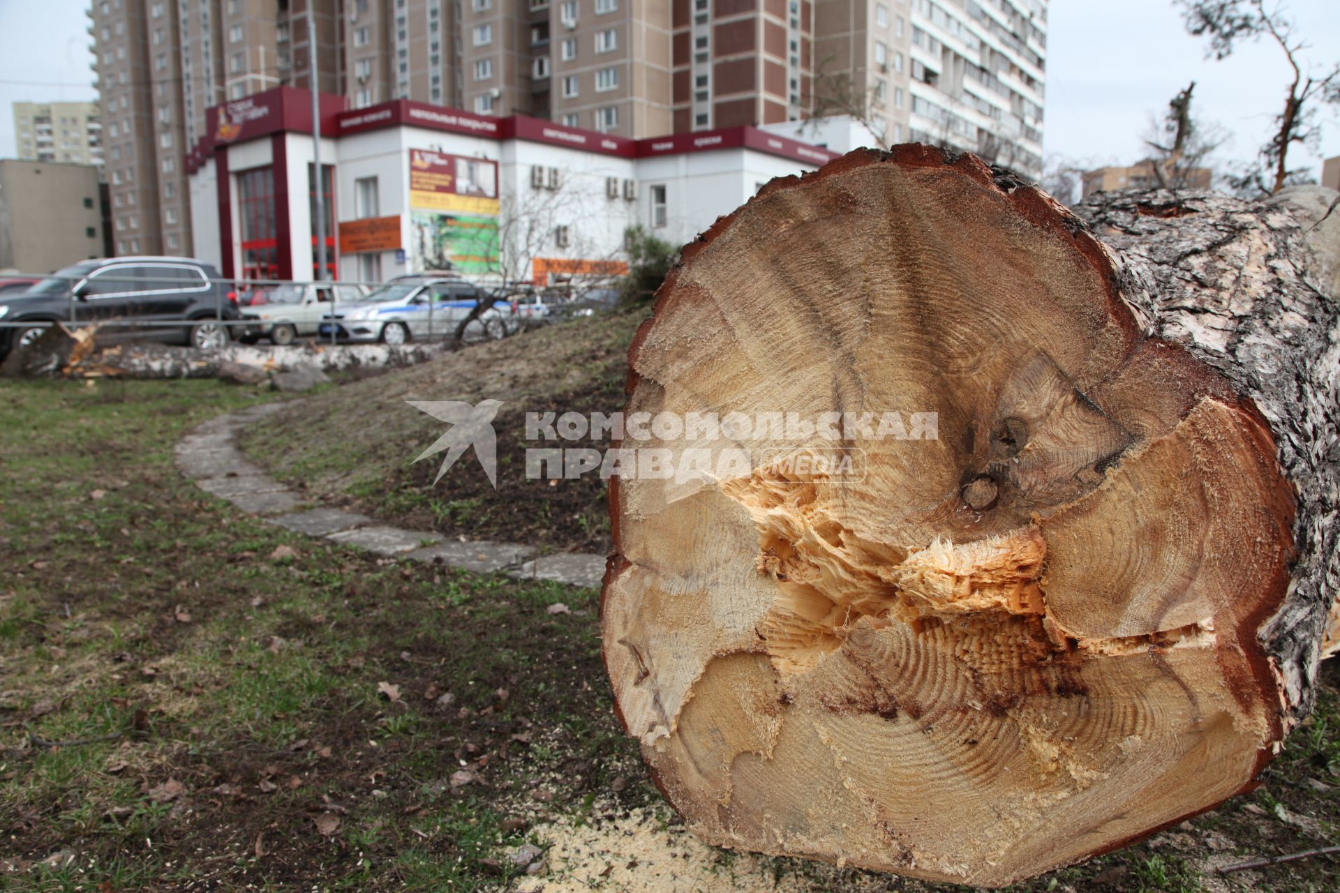 Вырубка деревьев на Ярославском шоссе.