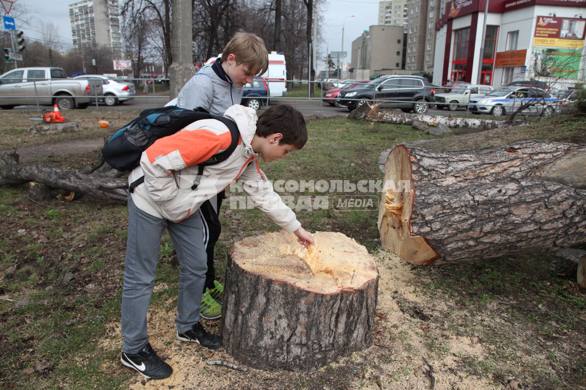 Вырубка деревьев на Ярославском шоссе.