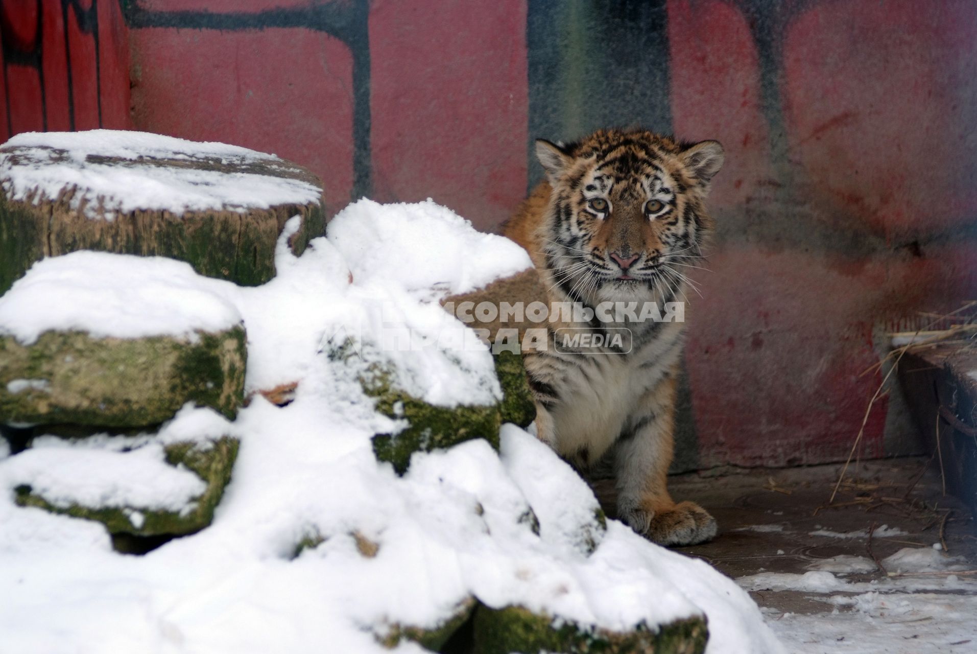 Холодные дни в ставропольском зоопарке. На снимке: тигр рядом с сугробом.
