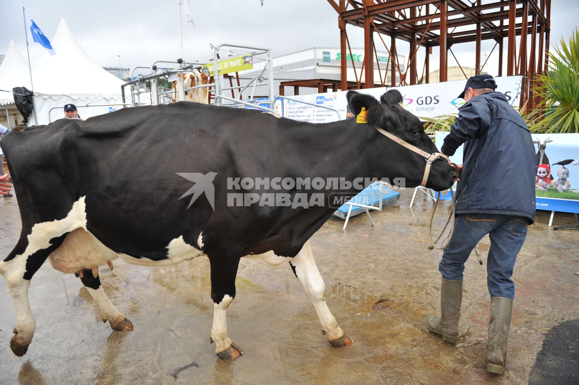 Порт Бреста. На снимке: фермеры заводят корову на трап корабля.