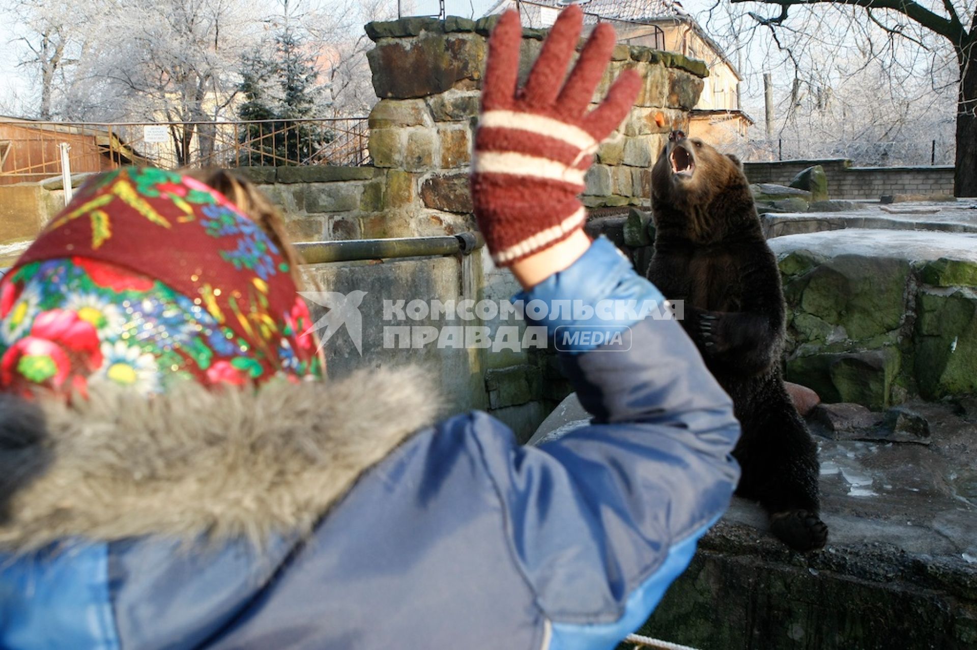 Медведь в калининградском зоопарке зимой.