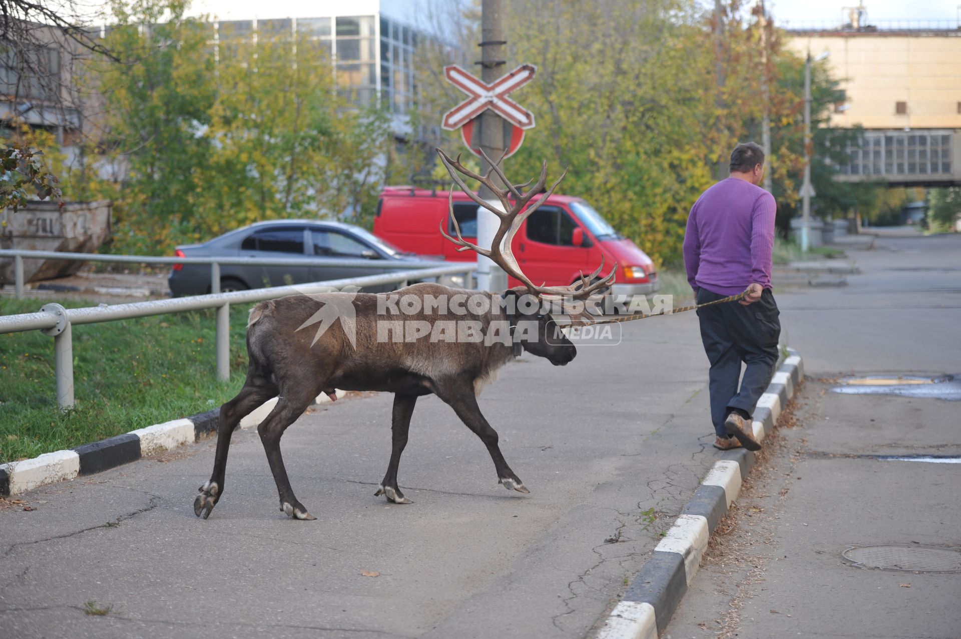 Северный олень