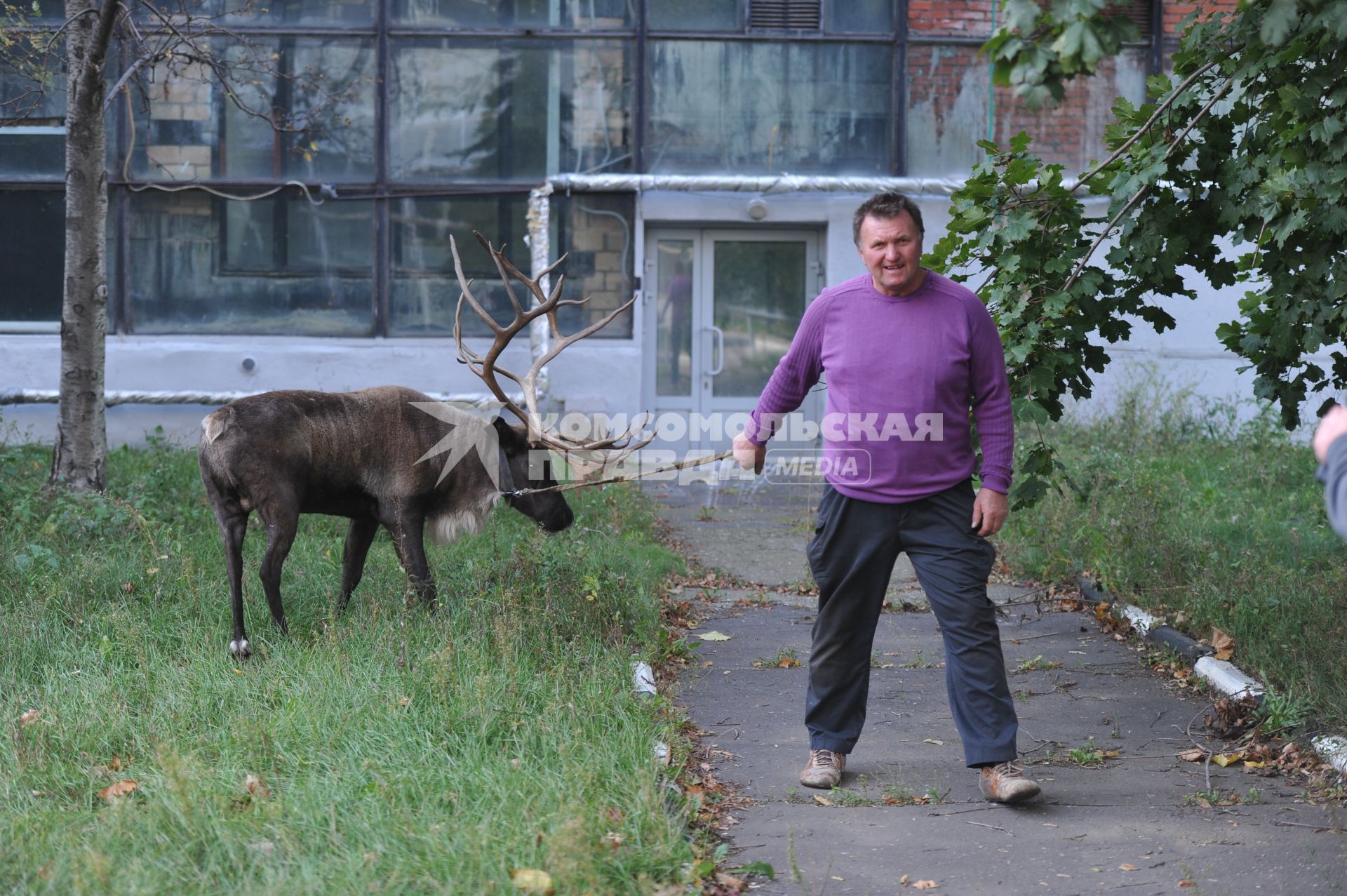 Северный олень