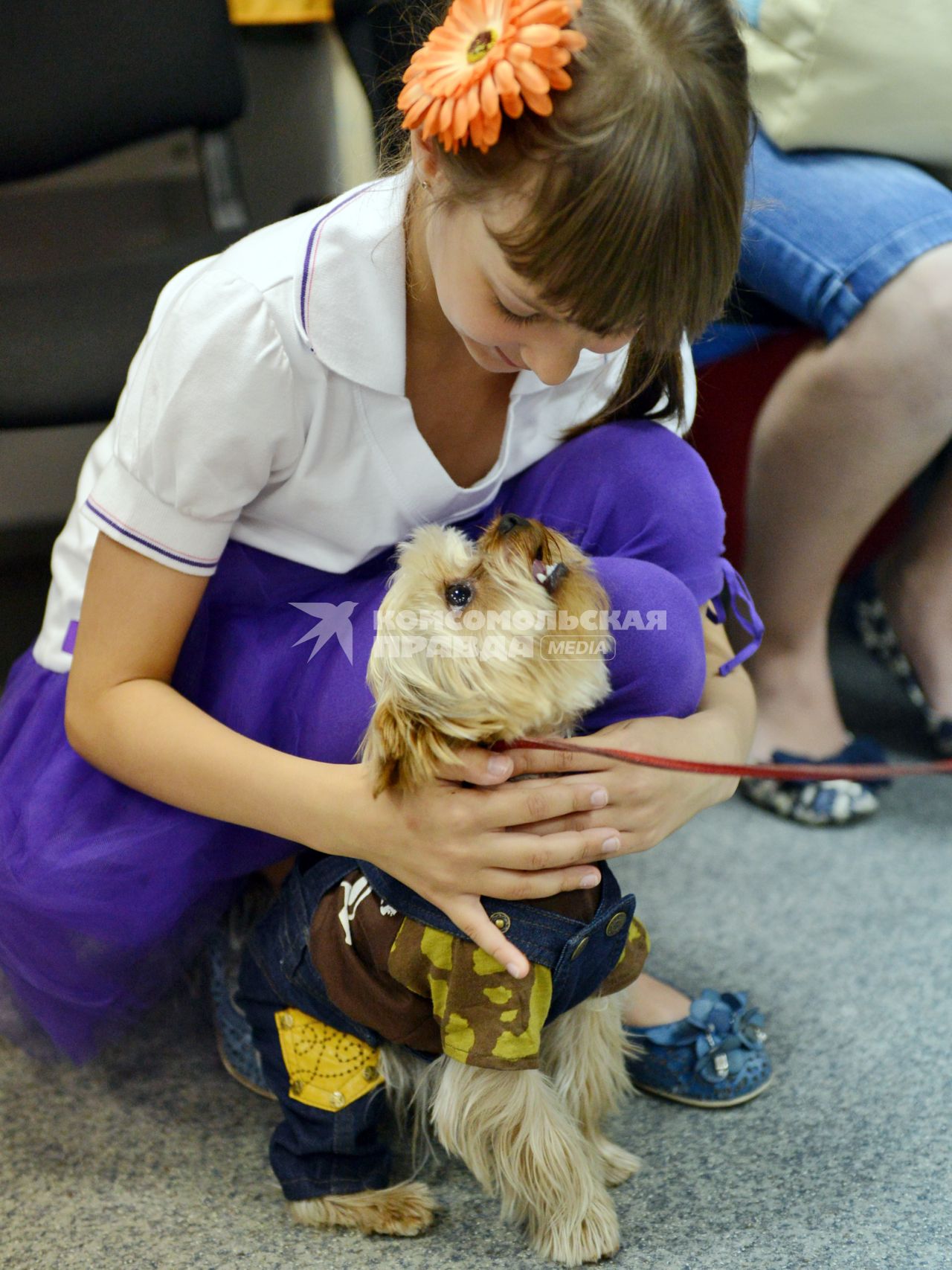 В новосибирской редакции `Комсомольской правды` в преддверии дня кинолога прошел фестиваль собак. На снимке: владелец любуется своим животным.