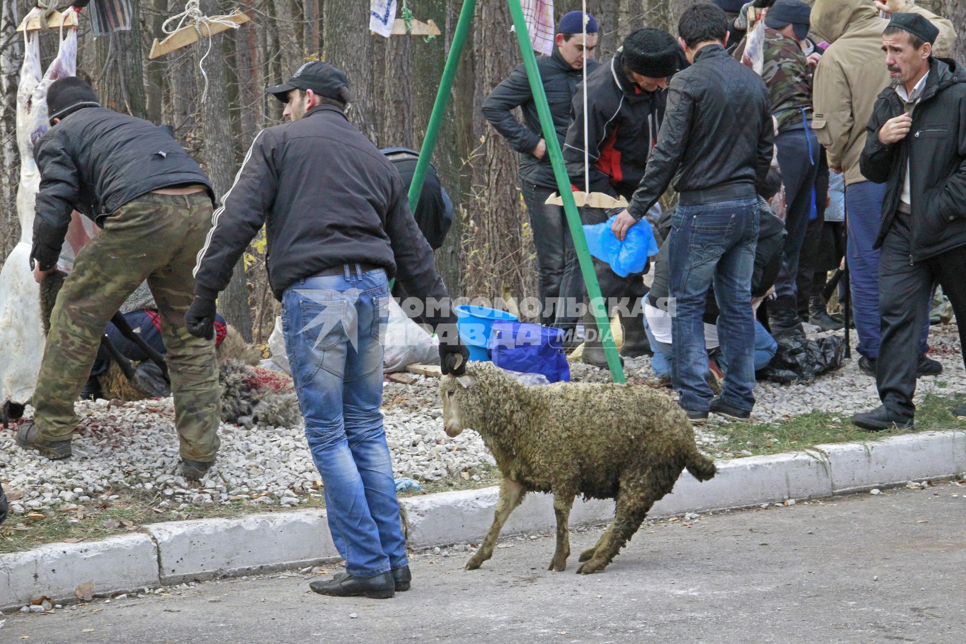 Празднование курбан-байрам в Уфе. На снимке: мужчина тащит барана по улице.