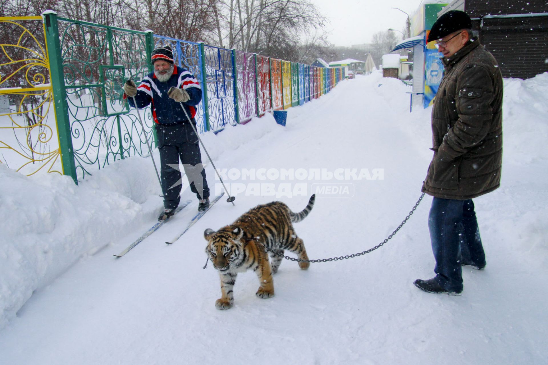 В Барнаульский зоопарк прибыла амурская тигрица по кличке Багира. На снимке: директор барнаульского зоопарка Сергей Писарев прогуливается с тигрицей на цепи.