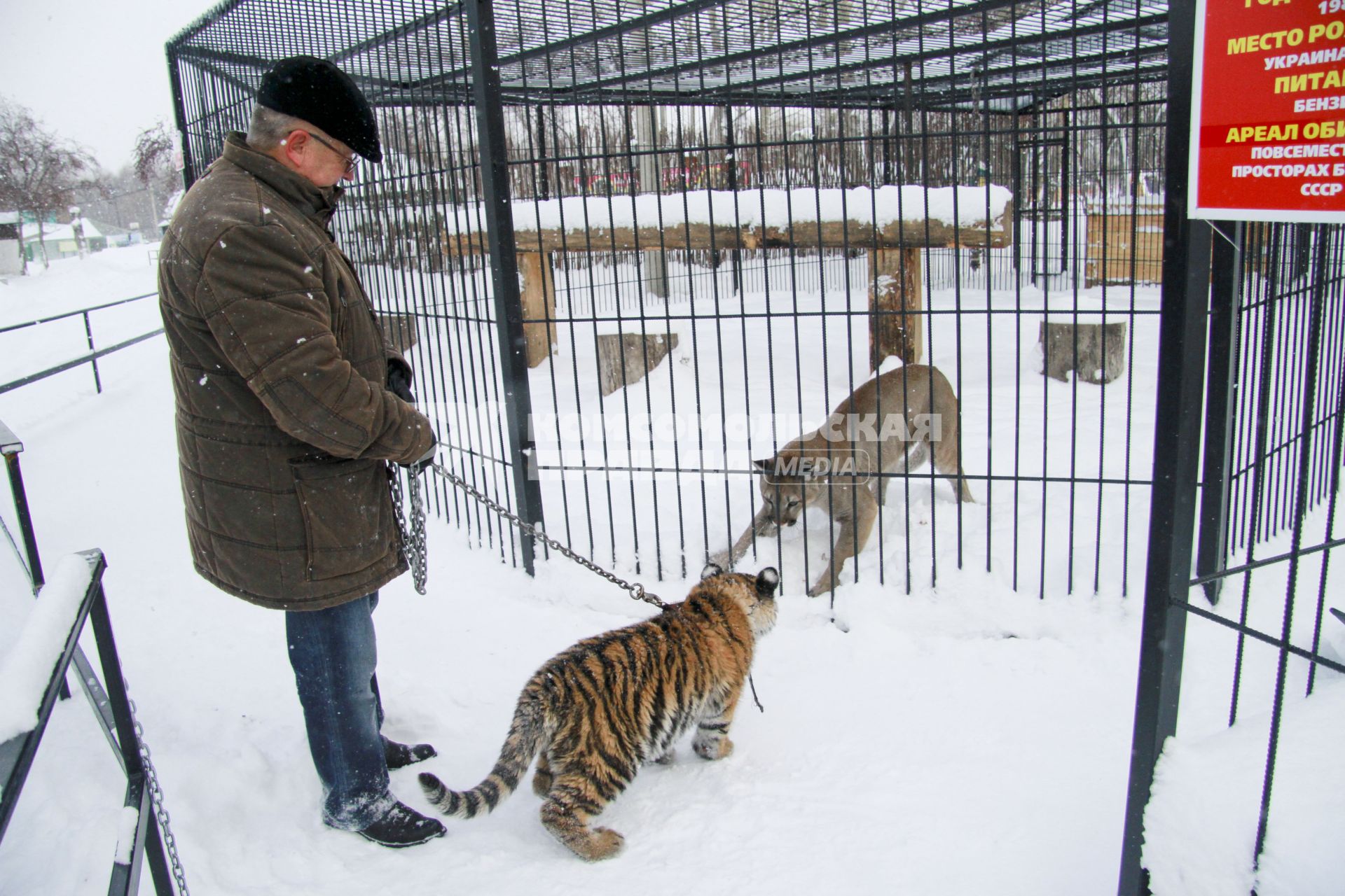 В Барнаульский зоопарк прибыла амурская тигрица по кличке Багира. На снимке: директор барнаульского зоопарка Сергей Писарев знакомит тигрицу с остальными обитателями зоопарка.