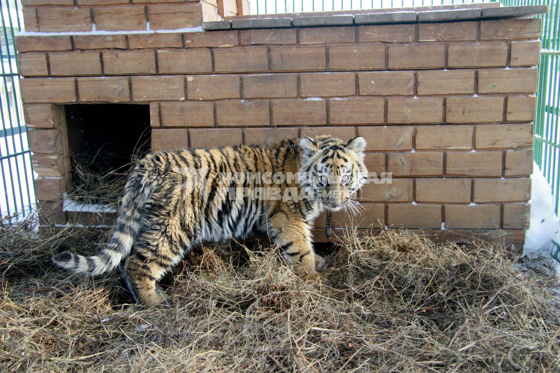 В Барнаульский зоопарк прибыла амурская тигрица по кличке Багира.