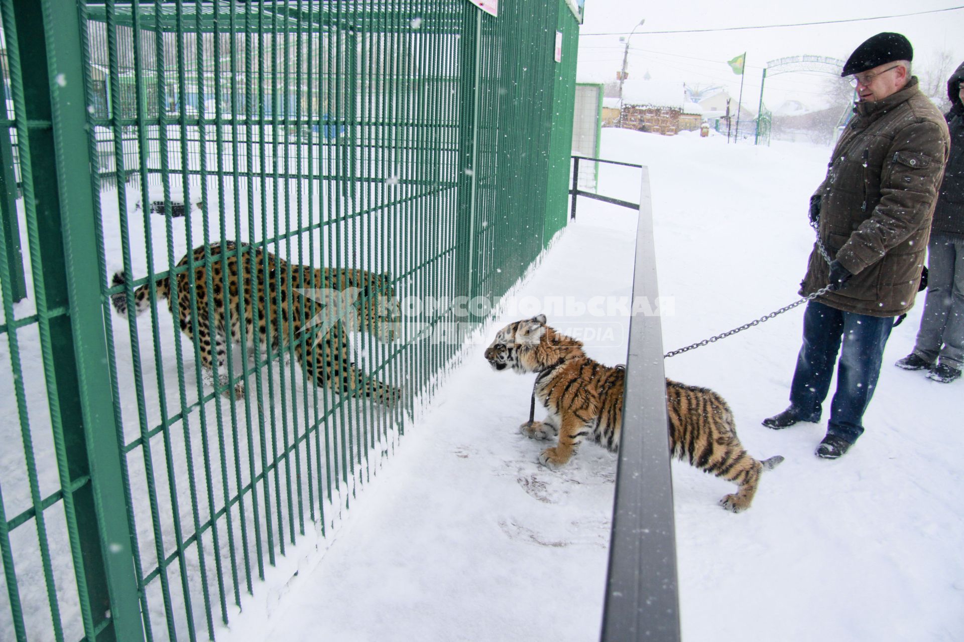 В Барнаульский зоопарк прибыла амурская тигрица по кличке Багира. На снимке: директор барнаульского зоопарка Сергей Писарев знакомит тигрицу с остальными обитателями зоопарка.