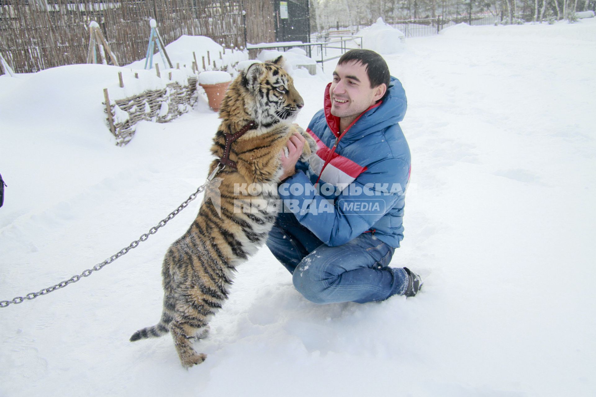 В Барнаульский зоопарк прибыла амурская тигрица по кличке Багира.