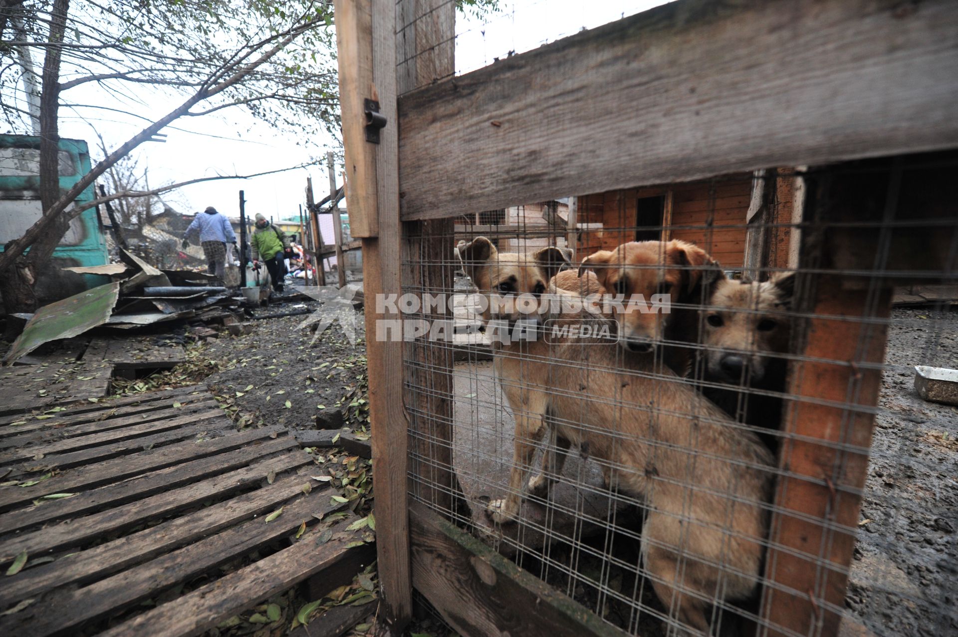 Последствия пожара в приюте для бездомных животных `Альма` . На снимке: бездомные собаки.