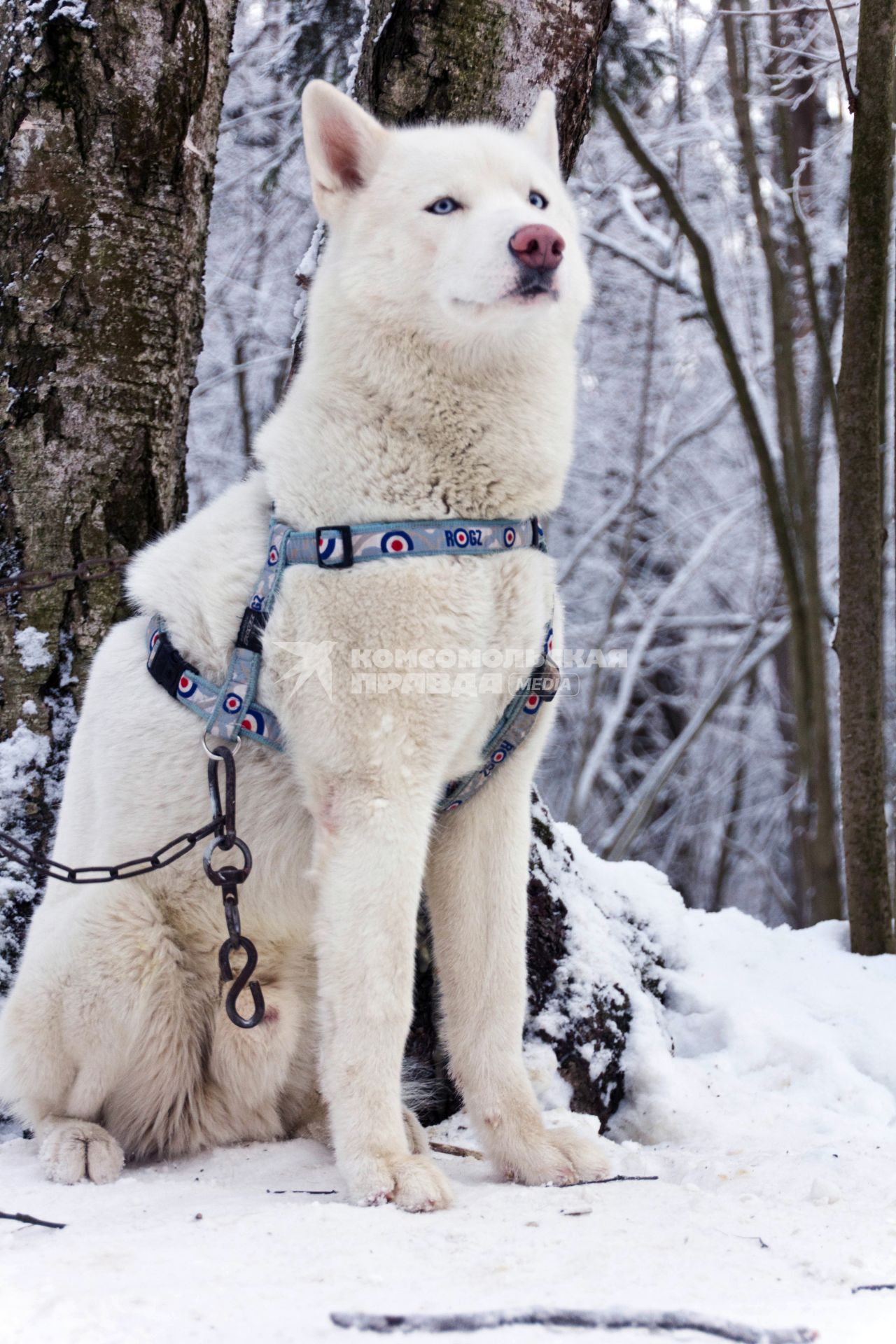 Сибирский хаски.