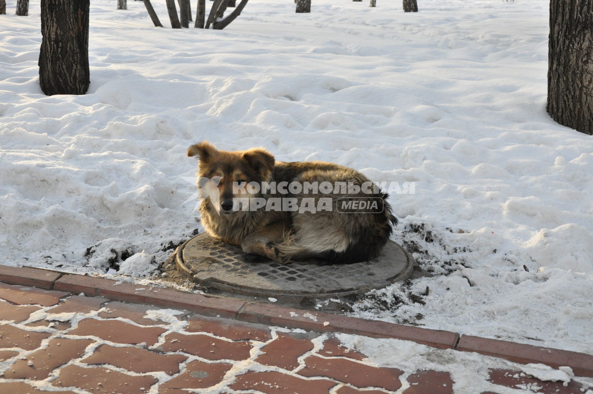 Бездомная собака зимой греется на крышке люка.