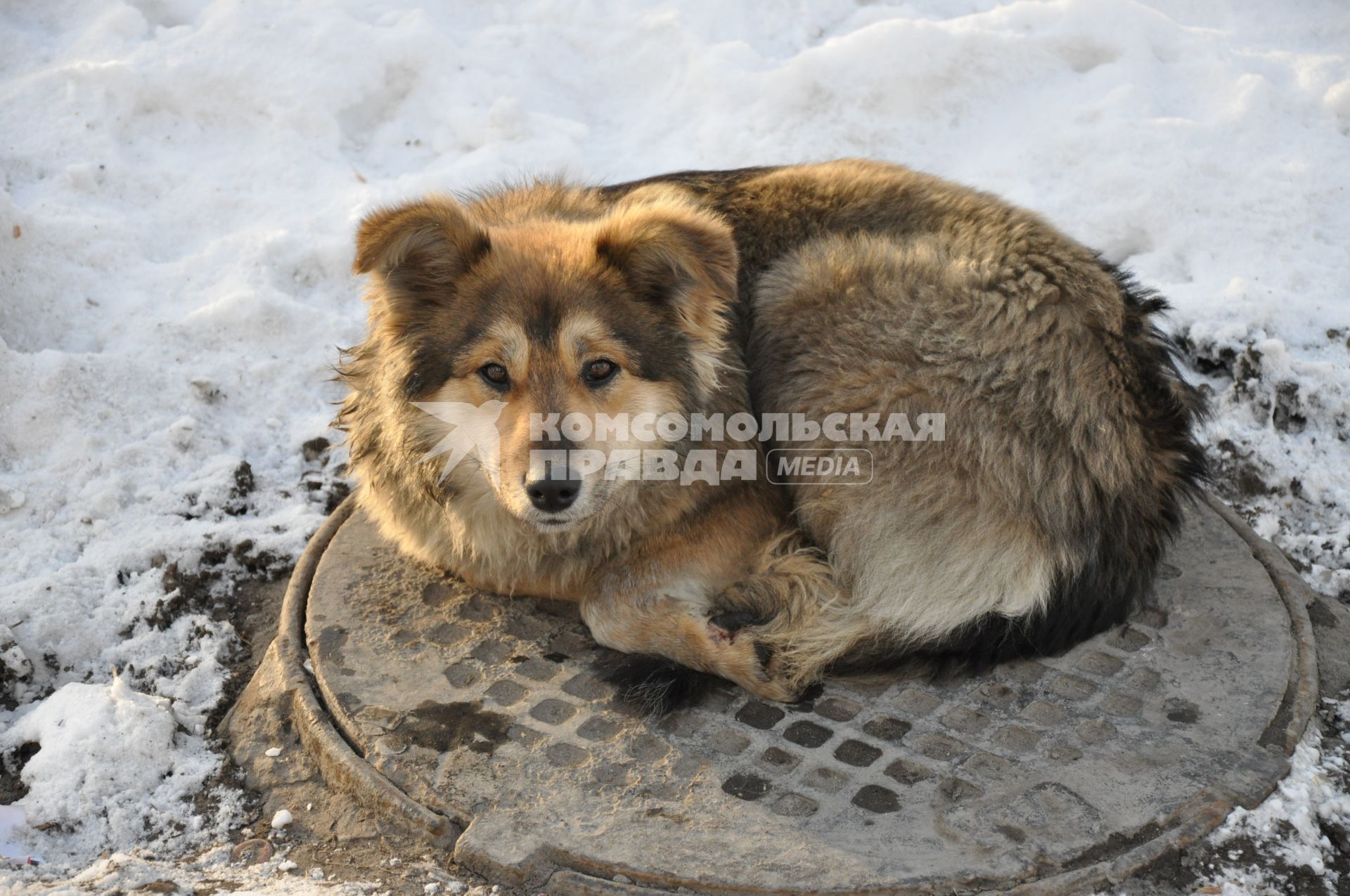 Бездомная собака зимой греется на крышке люка.