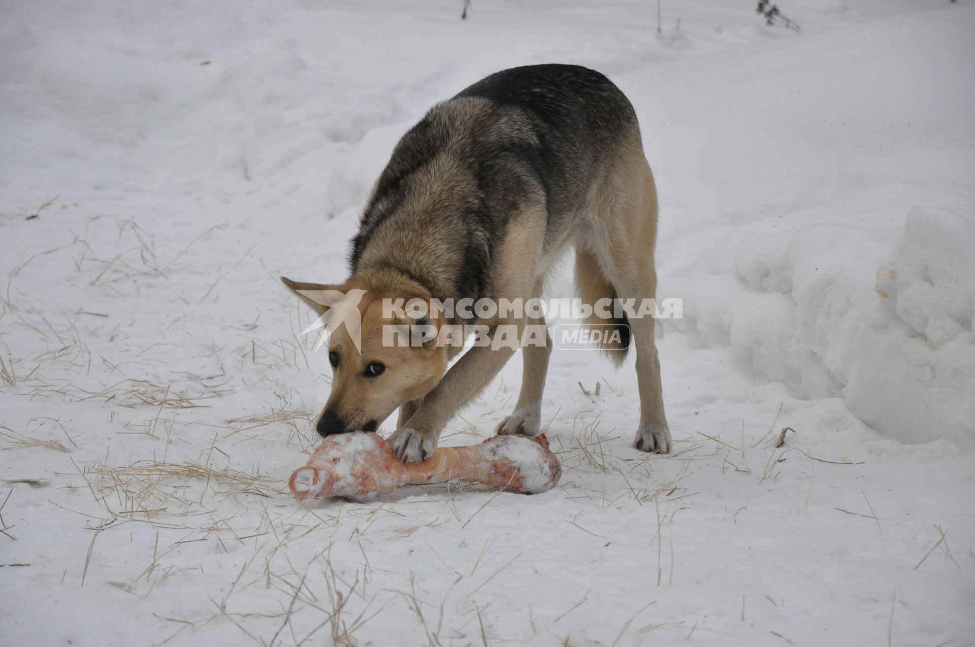 Собака на улице грызёт кость зимой.