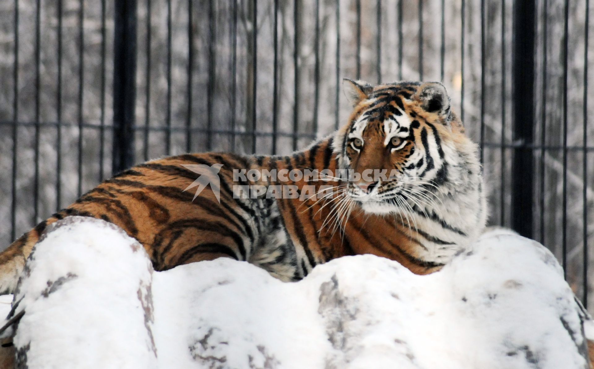 Тигр в зимнем зоопарке.