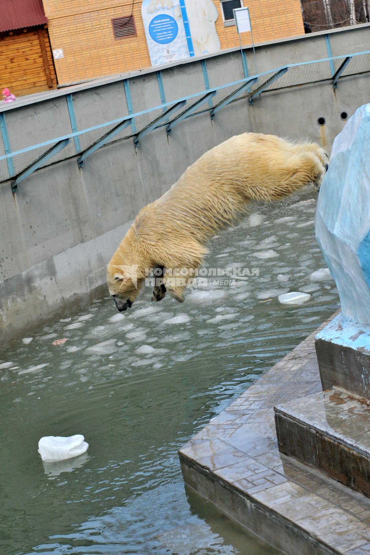 Белый медведь в зоопарке Новосибирска прыгает в воду.