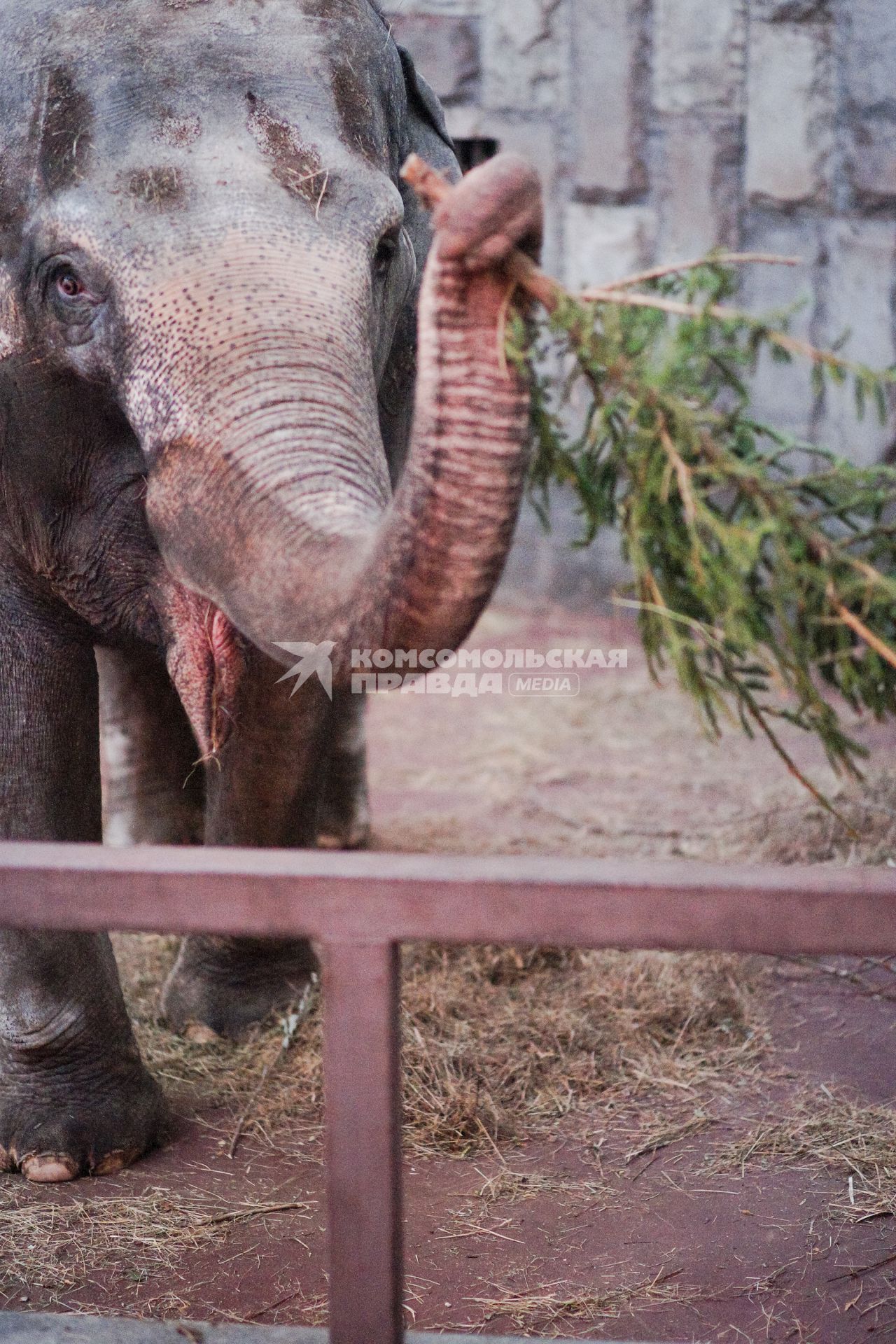Слониха Даша в екатеринбургском зоопарке играетс новогодней елкой.