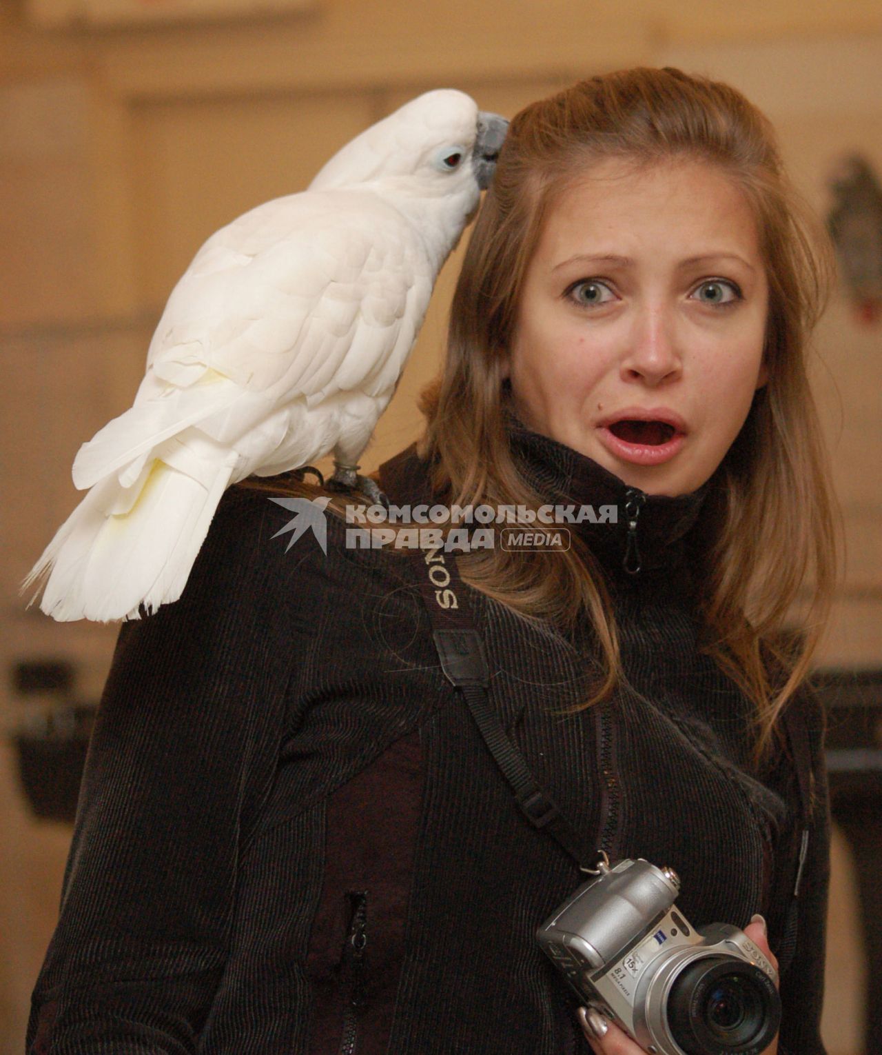 На выставке экзотических птиц в Туле попугай сидит на плече у девушки.