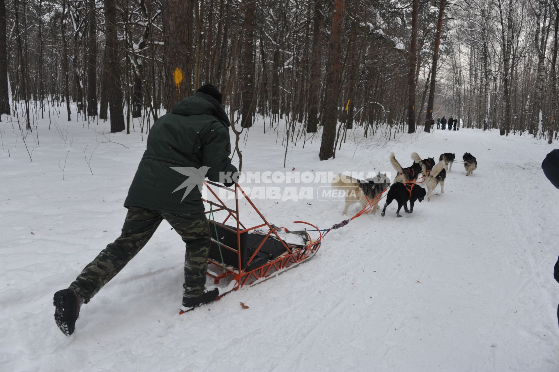 Природно-исторический парк `Кузьминки-Люблино`. На снимке: катание на собачьей упряжке из сибирских хасок.