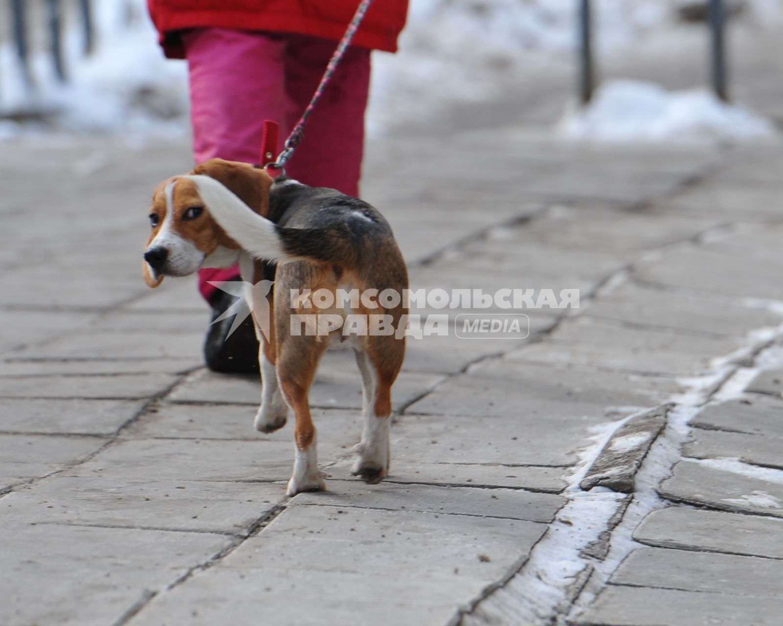 Собака бигль на поводке.