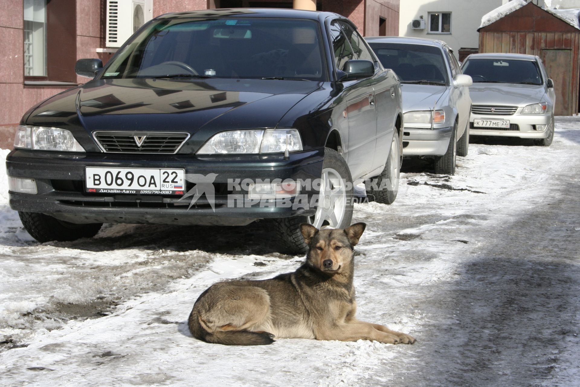 Собака охраняет автомобили зимой.