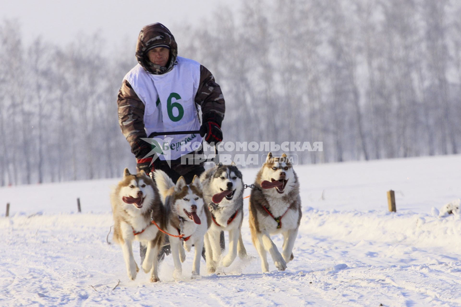 Гонки на собачьих упряжках в Барнауле. На снимке: саночник с собачьей упряжкой и собак породы хаски.