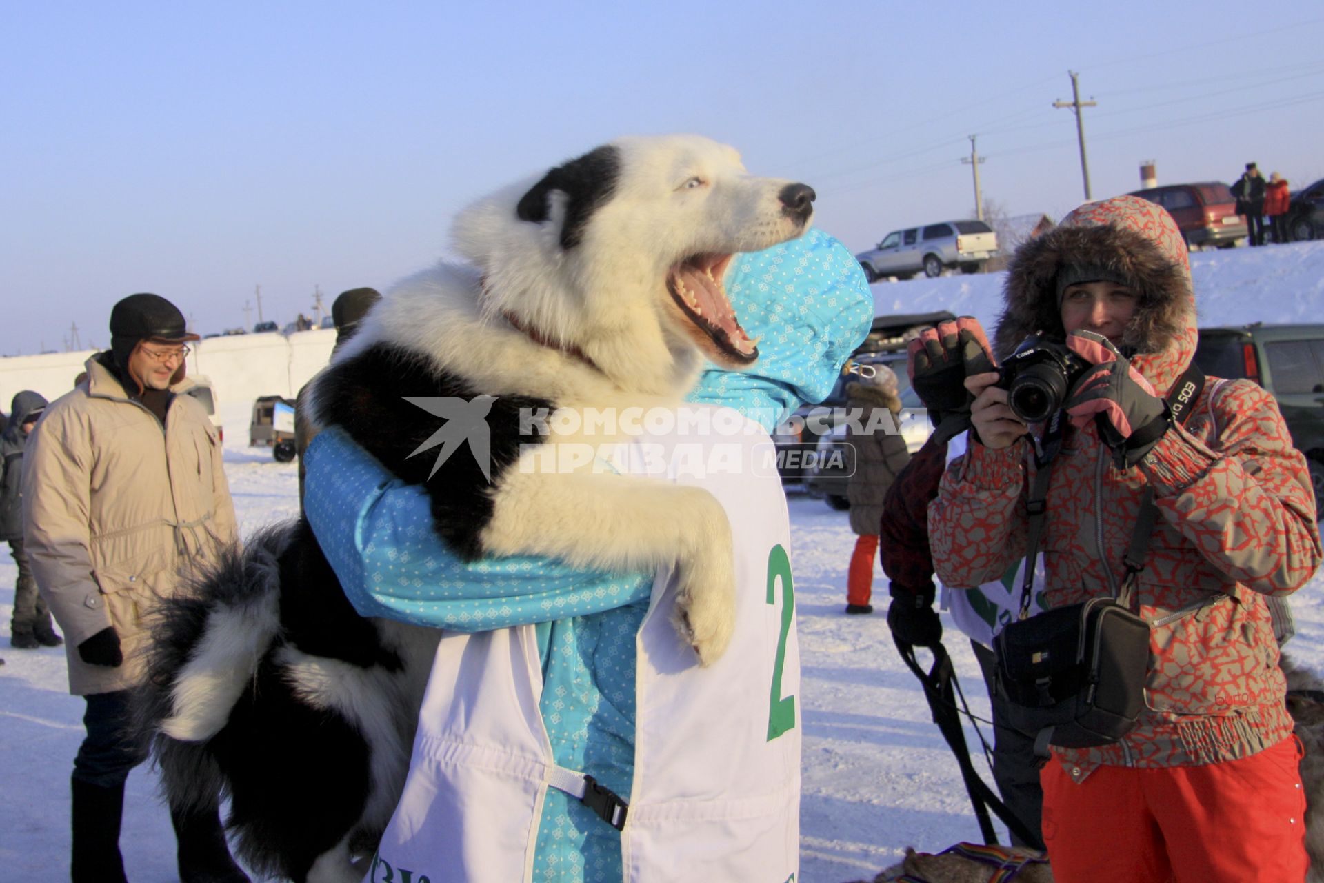 Гонки на собачьих упряжках в Барнауле. На снимке: участница соревнований держит на руках своего питомца.