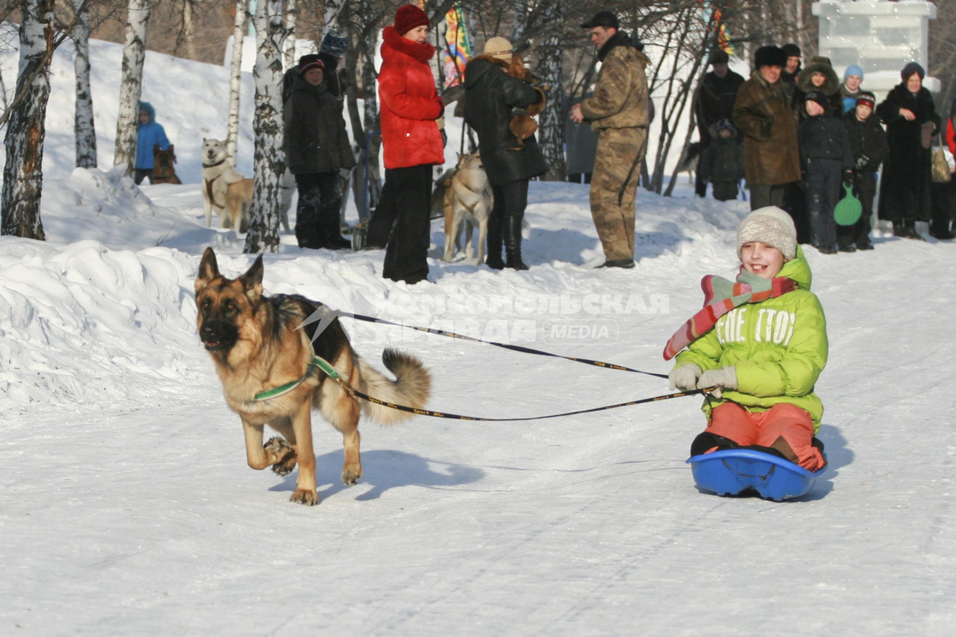 Гонки на собачьих упряжках в Барнауле. На снимке: ребенок на ледянке с запряженной собакой породы овчарка.
