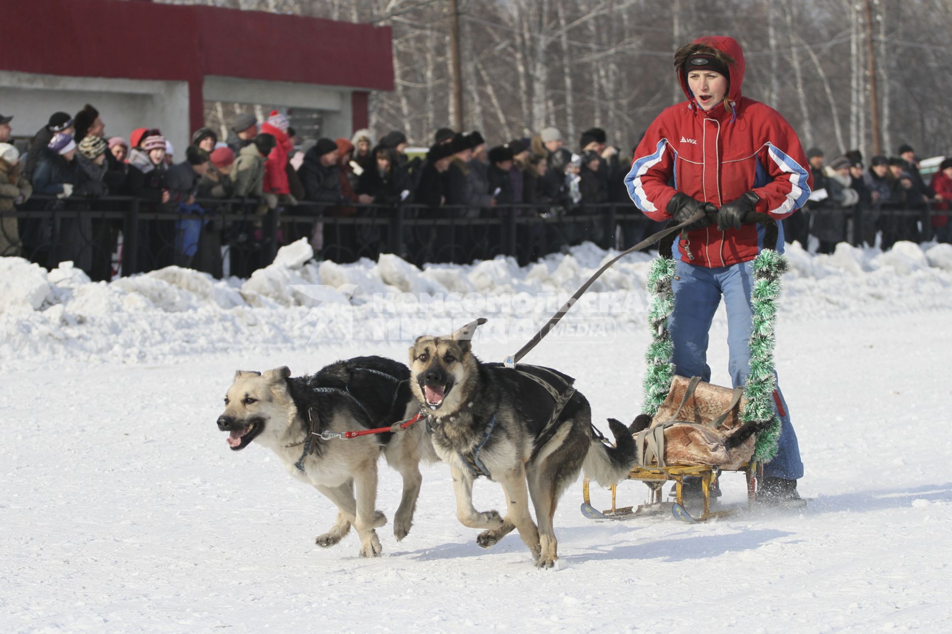 Гонки на собачьих упряжках в Барнауле. На снимке: женщина на санях с упряжкой из собак породы овчарка.