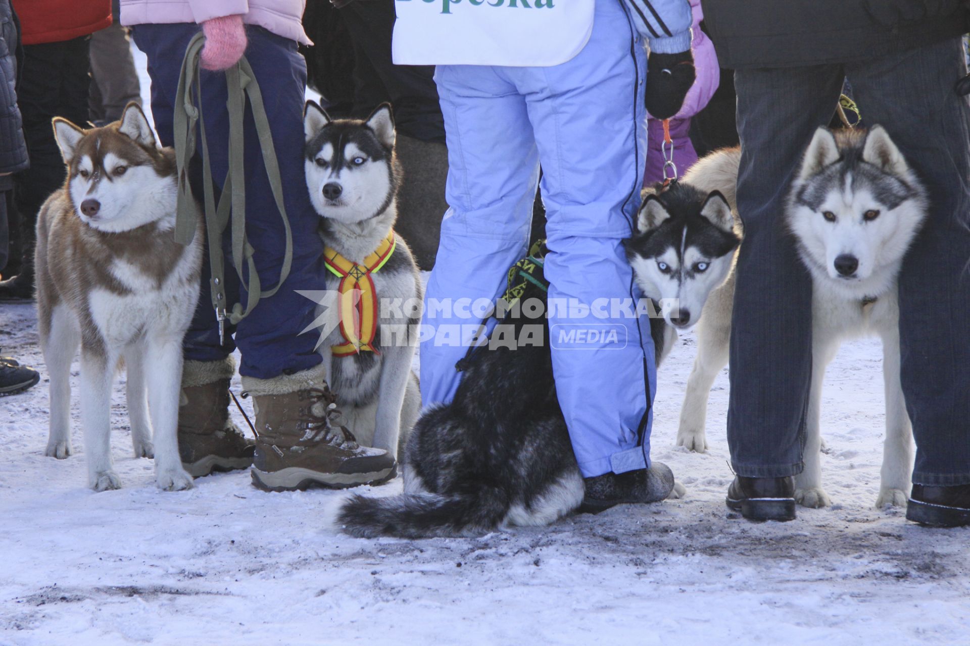 Гонки на собачьих упряжках в Барнауле. На снимке: собаки породы хаски в упряжках ждут начала соревнований.