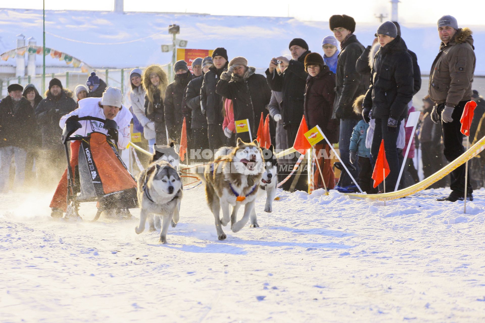 Гонки на собачьих упряжках в Барнауле. На снимке: соревнования упряжек с санями.