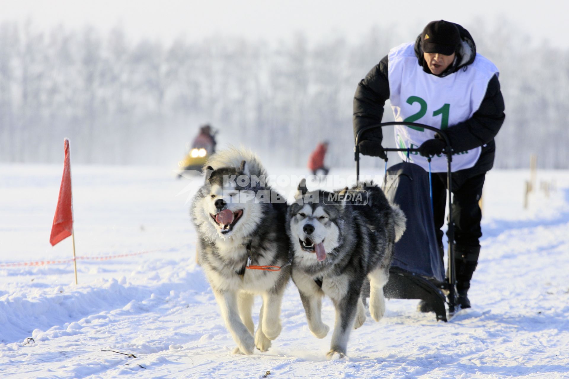 Гонки на собачьих упряжках в Барнауле. На снимке: саночник с собачьей упряжкой и собак породы хаски.