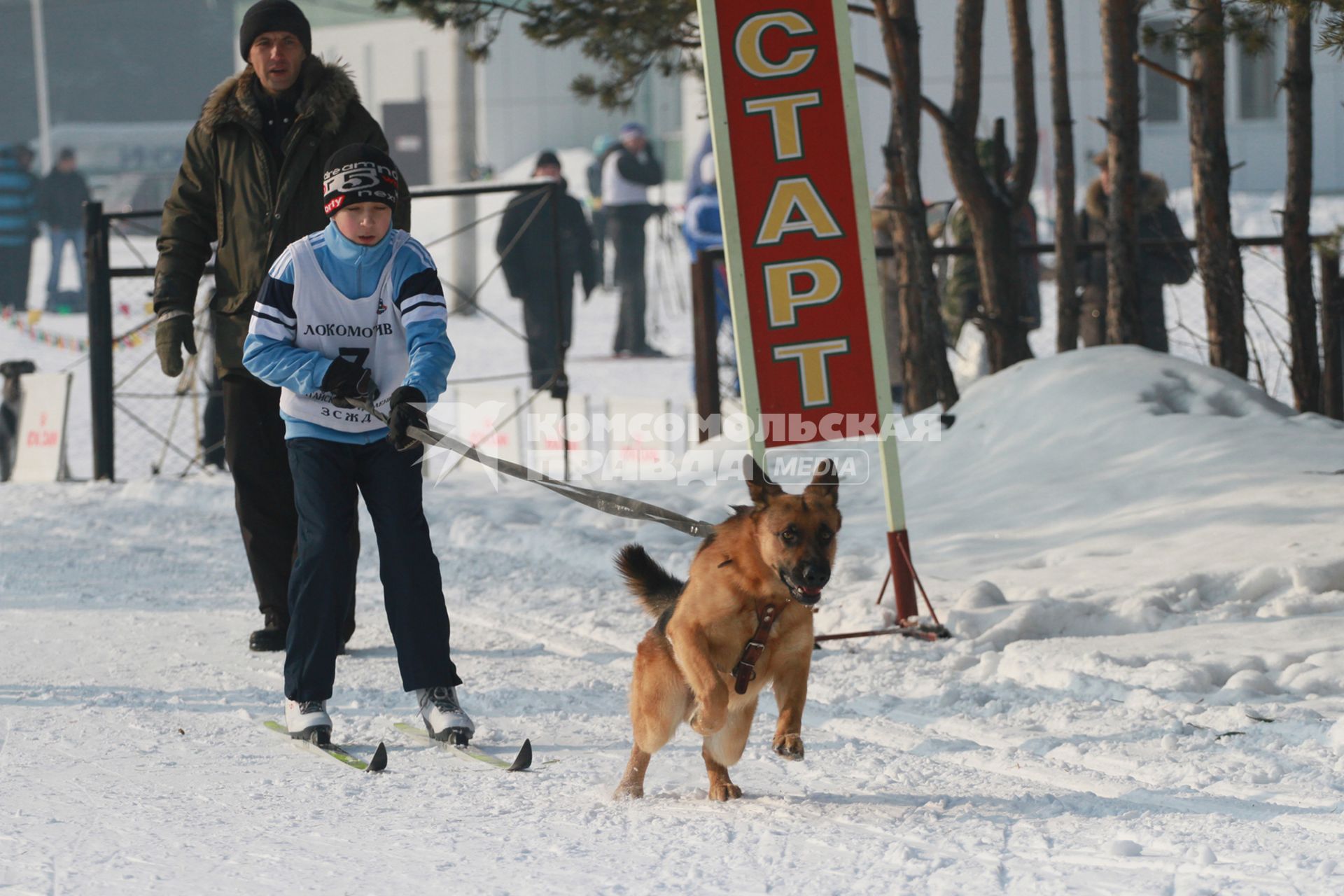 Чемпионат Алтайского края по зимним видам кинологического спорта. На снимке: собака тащит за собой ребенка на лыжах.