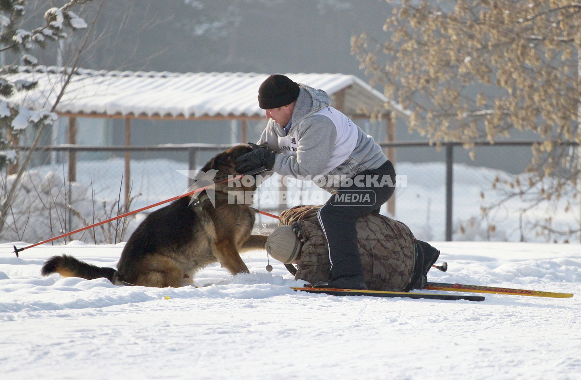 Чемпионат Алтайского края по зимним видам кинологического спорта. На снимке: собака одного из участников соревнований напада на фотографа.