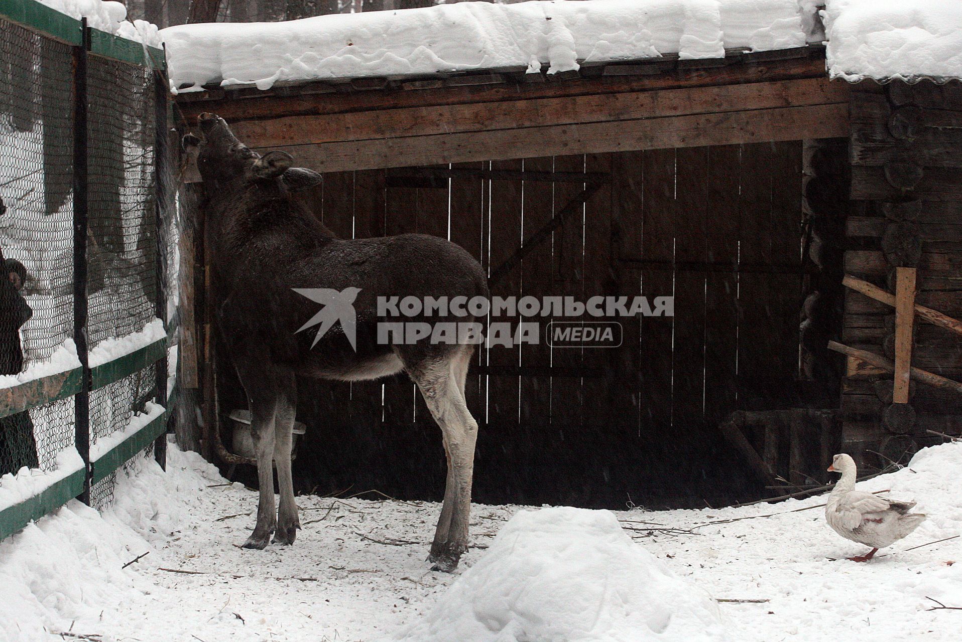 Лоси зимой в лесном хозяйстве.