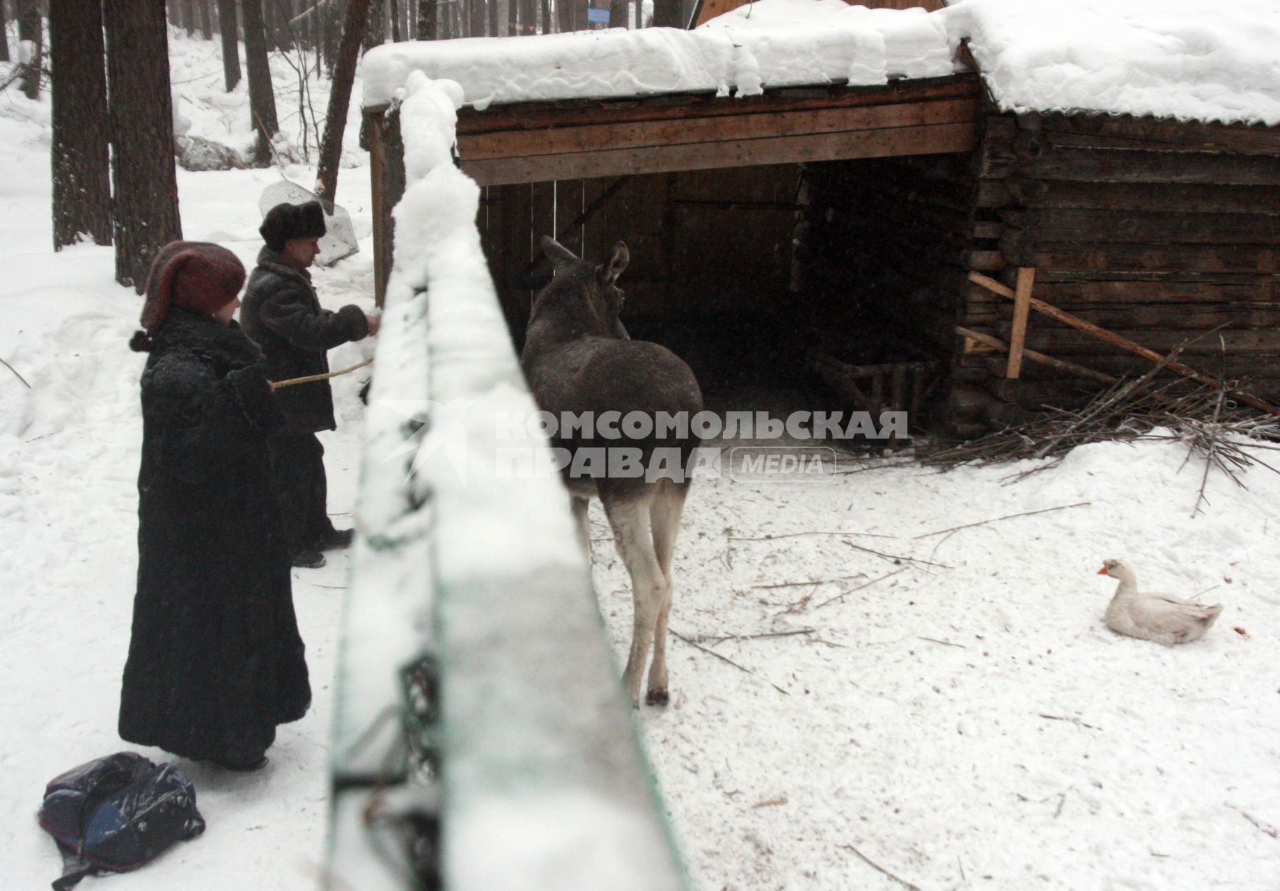 Лоси зимой в лесном хозяйстве.